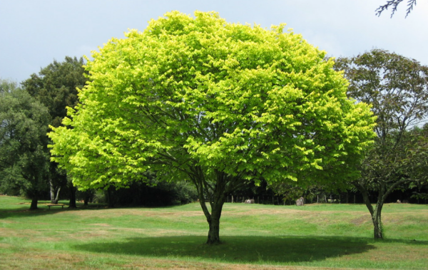 Caring for the Earth Caring for the Earth