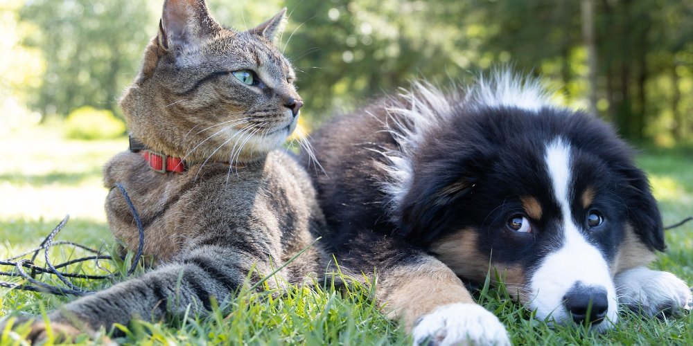 cat and dog in grass